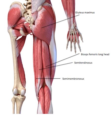 Muscles of the Pelvic Girdle & Lower Limbs: Structure, Movement ...