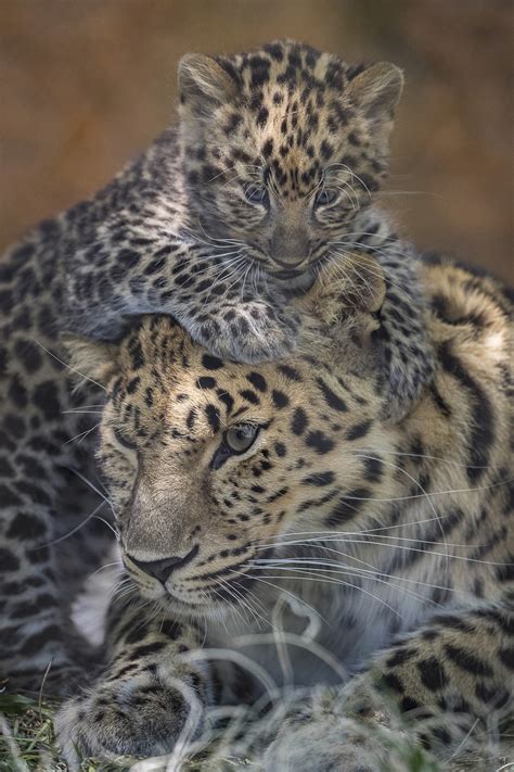 Amur Leopard Cubs Make Their San Diego Zoo Debut – NBC Los Angeles