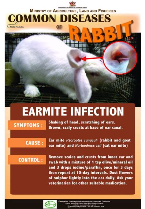 4-Common-diseases-of-rabbits – EARMITE-INFECTION - Ministry of Agriculture, Land and Fisheries