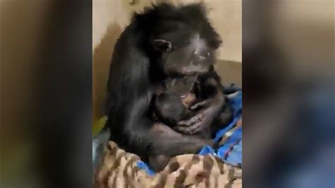 Chimpanzee cheer: Video of reunion between endangered mother and baby ...