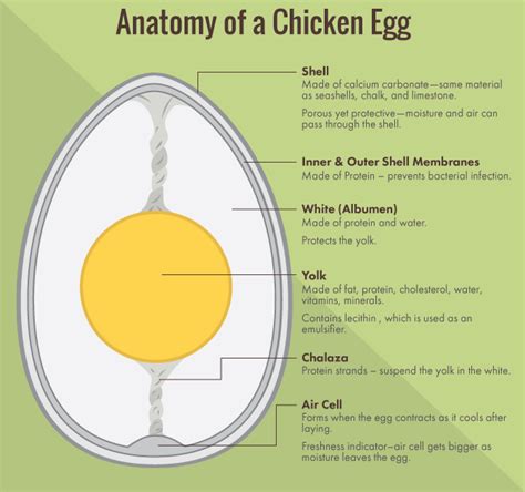 Eggsposing Eggs: What Labels Really Mean For You and the Chicken