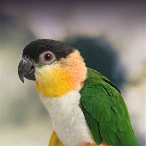 Black Headed Caique #188651 for sale in SHOP ONLINE, WA