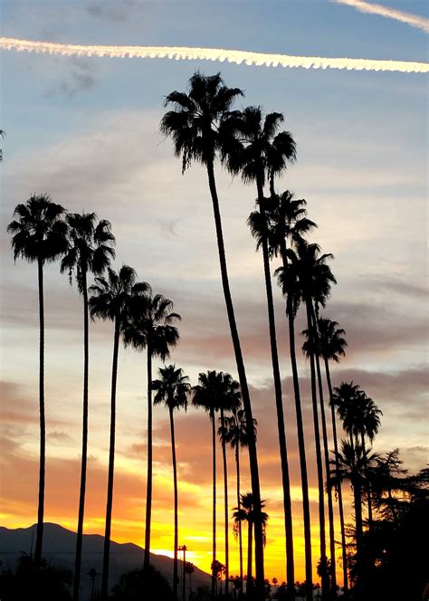 California Palm Trees With Sunset. Los Angeles Photography - Etsy Israel