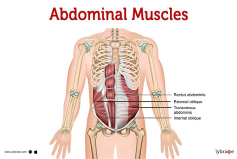 Muscles Of The Abdomen And Ribs Laminated Anatomy Chart | atelier-yuwa ...