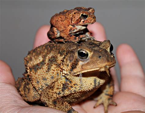 American Toads | Animals, Toad, American