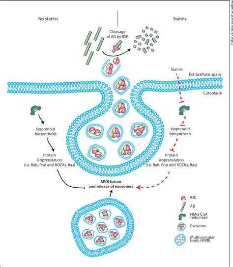 Figure 1 from Statins in Unconventional Secretion of Insulin-Degrading Enzyme and Degradation of ...