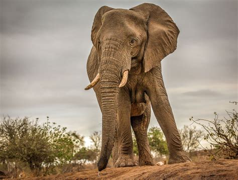 Pin by Cheryl Fuson on Elephants | Elephant, Wildlife photography ...