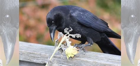 crow on railing fin_Web | Good Nature Travel Blog