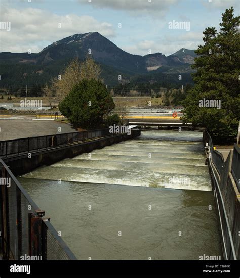 Fish ladders at the Bonneville dam on the Columbia River, designed to ...