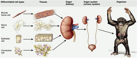 Cells, tissues and organs - Dr Randall Science