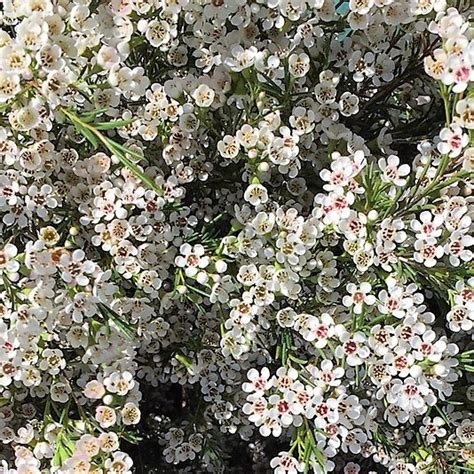 White Mini Waxflower - Florabundance Wholesale Flowers