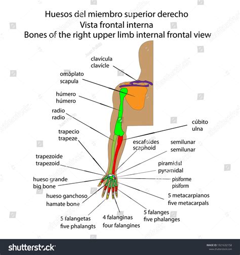 Human Skeleton Right Upper Limb Bones Stock Vector (Royalty Free ...