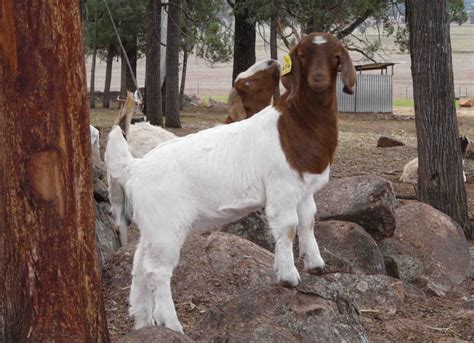 Australian Boer Goat – Cluny Livestock Exports Pty Ltd