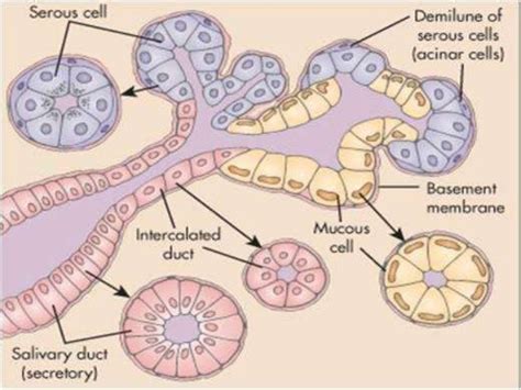 Salivary gland histology