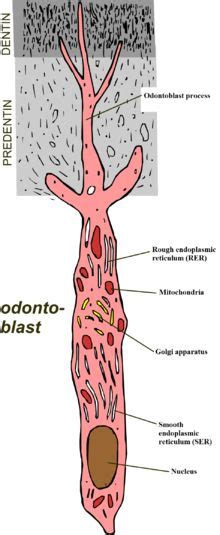 Histology on Pinterest