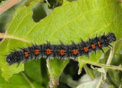 European Lepidoptera and their ecology: Nymphalis antiopa