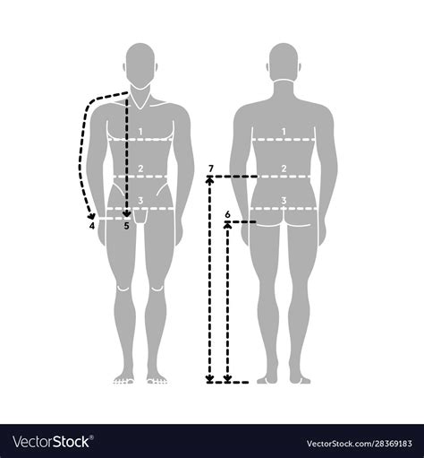 Man body measurement chart taking Royalty Free Vector Image