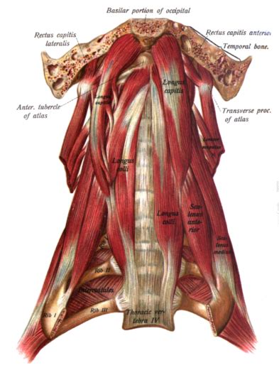 Retraining Deep Neck Flexors - Rehab Links System