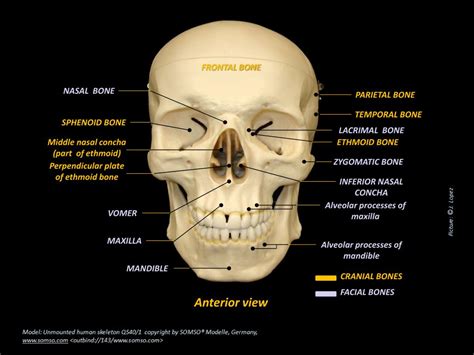 PPT - Axial Skeleton PowerPoint Presentation, free download - ID:1828799