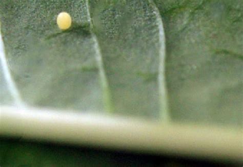 Monarch Egg Questions - What's That Bug?