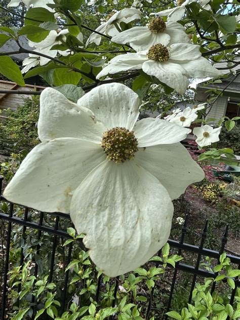 Cornus nuttallii - Xera Plants