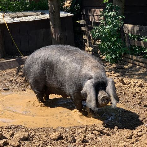 Large Black Pig at Avon Valley - Avon Valley