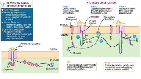 Cell Biology: Protein Folding and Glycosylation in the Endoplasmic ...