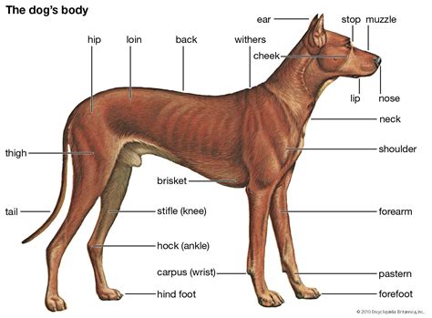 dog - Role in human societies | Britannica