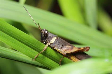 Premium Photo | Grasshopper on a leaf green