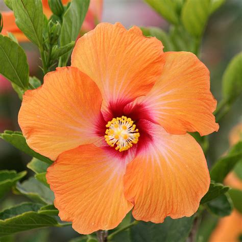 Wwe Wrestlers Profile: Hawaii State Flower Hawaiian Hibiscus Gallery