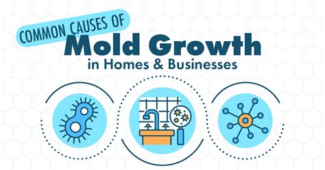 Common Causes of Mold Growth in Homes and Businesses