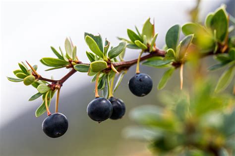 Calafate Berries Stock Photo - Download Image Now - iStock