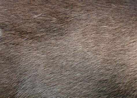 14-High-Resolution-Animal-Fur-Texture-04 | Fur textures, Animal fur, Texture