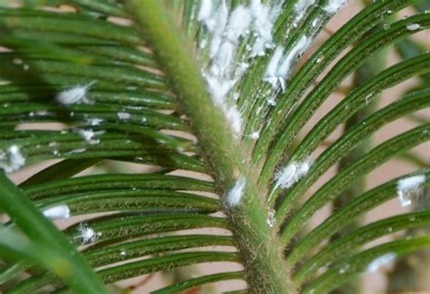 How To Get Rid And To Cure Fungus On Palm Trees