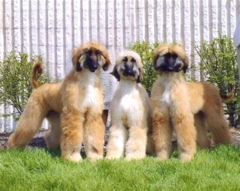 AKC Breeder of Merit: Brenda and Neil Brody of Gabriel Afghan Hounds