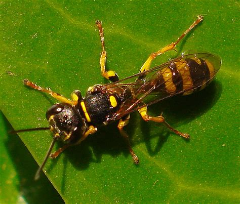 Crabronidae (Santa Cruz Island Reserve, California-Insects ...