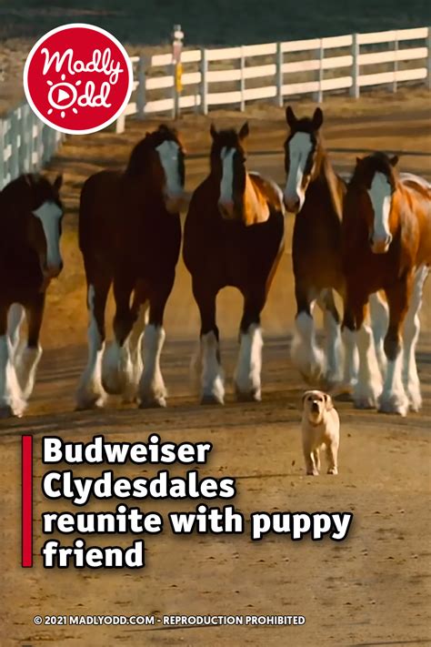 Budweiser Clydesdales reunite with puppy friend – Madly Odd!