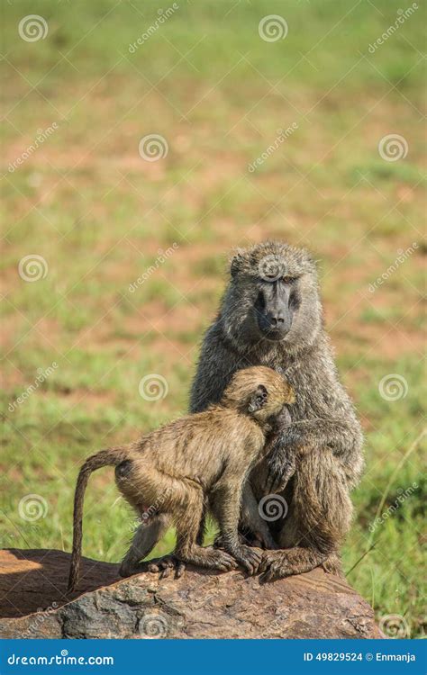 Baboon family stock photo. Image of crocodilelizard, elephant - 49829524