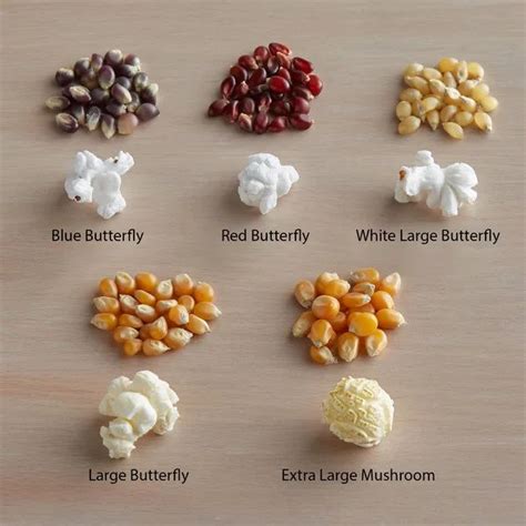 Carnival King 50 lb. Extra Large Mushroom Popcorn Kernels | Popcorn kernels, Gourmet popcorn ...