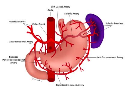 Left Gastric Artery