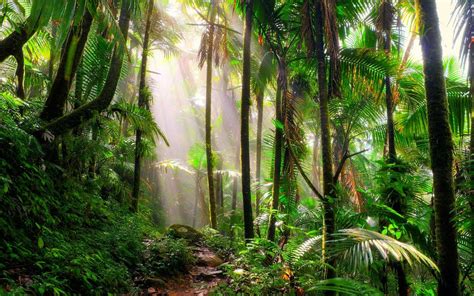 Incredible Tropical Rainforest Plants to See on Your Next Vacation