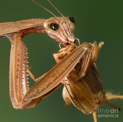 Praying Mantis Feeding Photograph by Jerry Fornarotto