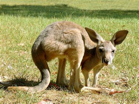 Free photo: Kangaroo, Marsupial, Joey - Free Image on Pixabay - 165051