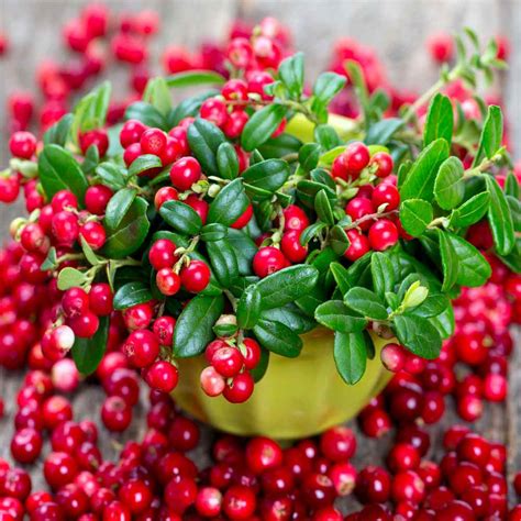 Buy Vaccinium Macrocarpon Cranberry Seeds