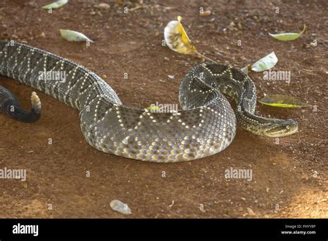 Rattlesnake or cascabel snake Stock Photo - Alamy