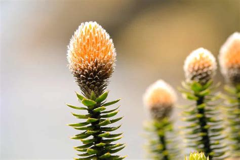 Discover the National Flower of Ecuador: Chuquiraga - AZ Animals