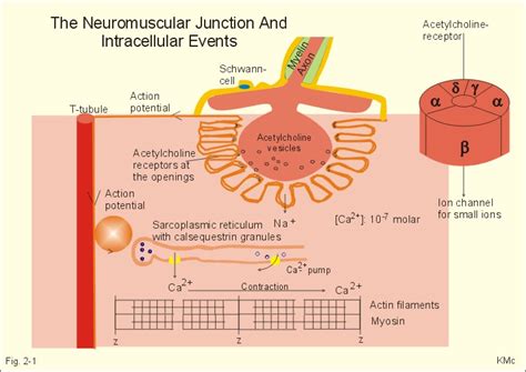 Acetylcholine Receptors