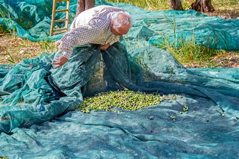 The Olive Harvest Has Begun - Sponsor an Olive Tree in Israel