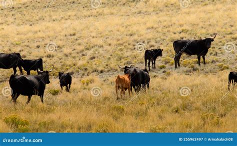 Open range cattle stock image. Image of green, landscape - 255962497