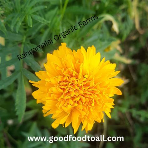 Heirloom Marigold Orange Flower Seeds - Rangamalai Organic Farms (ROF ...